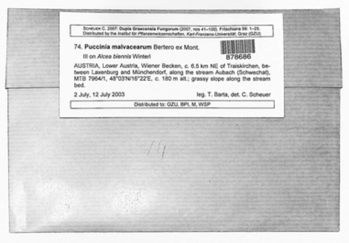 Puccinia malvacearum image